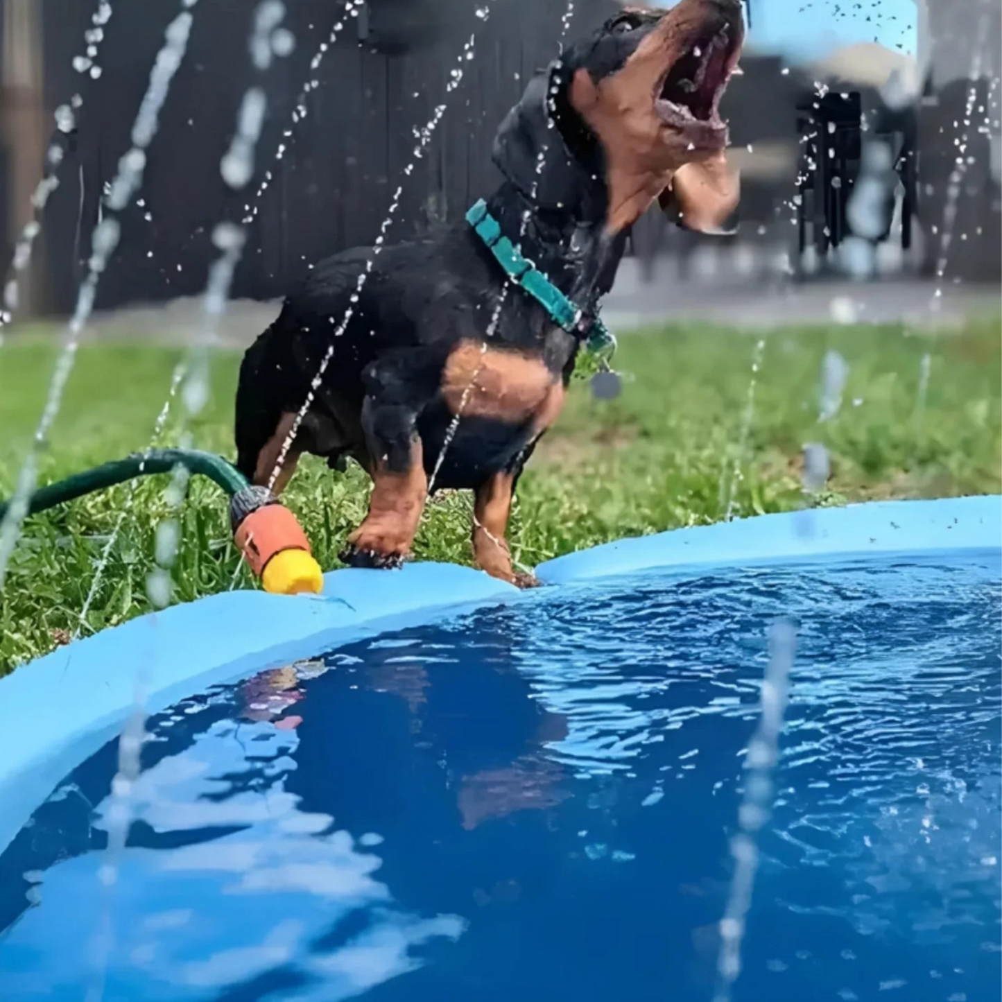 Bazen sa prskalicama za pse